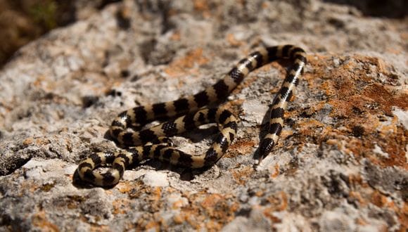 Researchers Identify New Ancient Snake Species in England