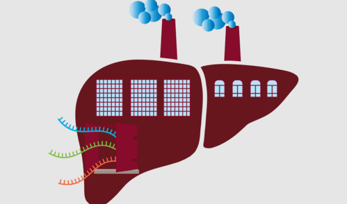 MIT Researchers Discover Method to Rejuvenate Immune System as We Age