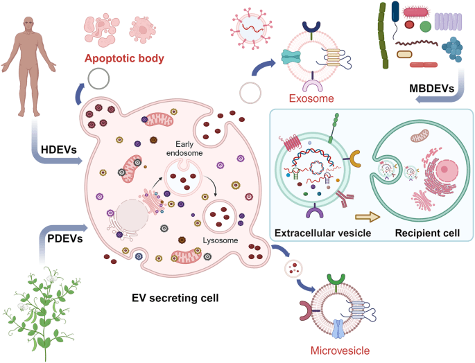 Massive Genetic Research Reveals How Brain Cells Form