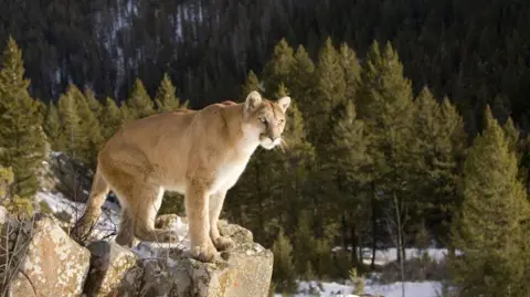 Woman Killed in Suspected Mountain Lion Attack in the U.S.