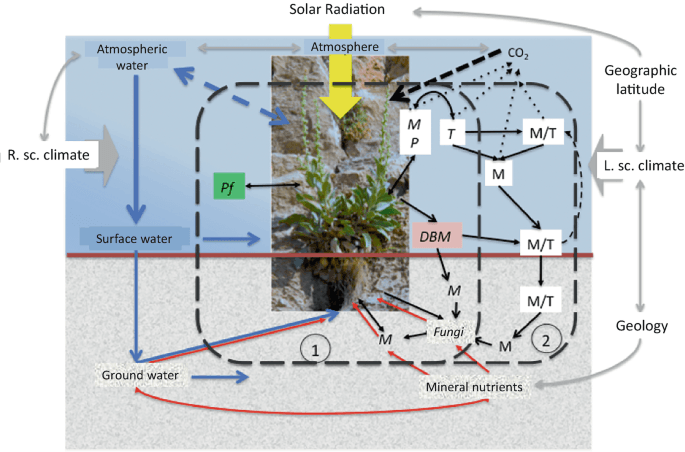 Discover Surprising Electric Phenomena with Cucumbers and Asymmetric Jacobs Ladders