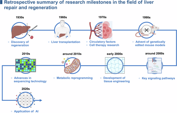 Researchers Discover Method to Help Aging Intestines Heal Themselves