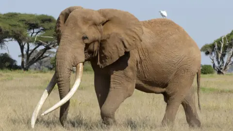 Kenyan Elephant Craig, Ambassador of Beer, Dies at Age 54