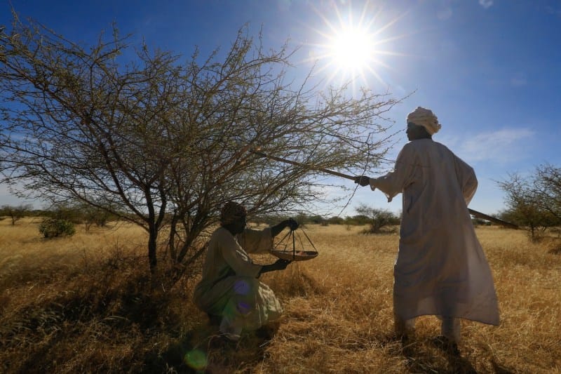Gum Arabic Drives Hidden War in Sudan