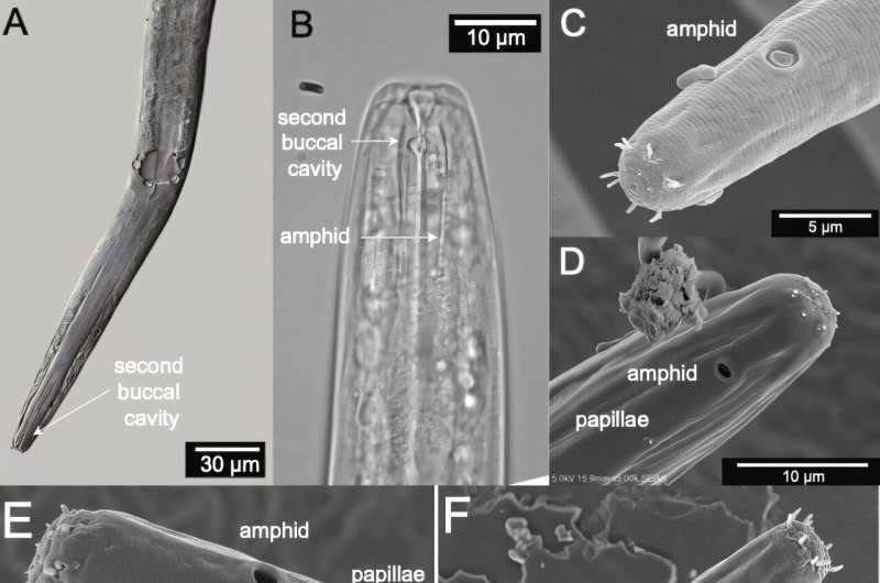 Scientists Discover New Worm Species in the Great Salt Lake