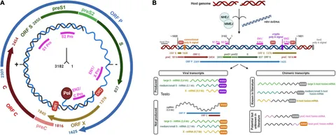 Japanese Scientists Create Human Brain Circuits in Laboratory