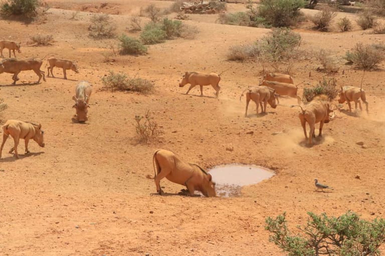 Severe Drought Threatens Lives in Northern Kenya