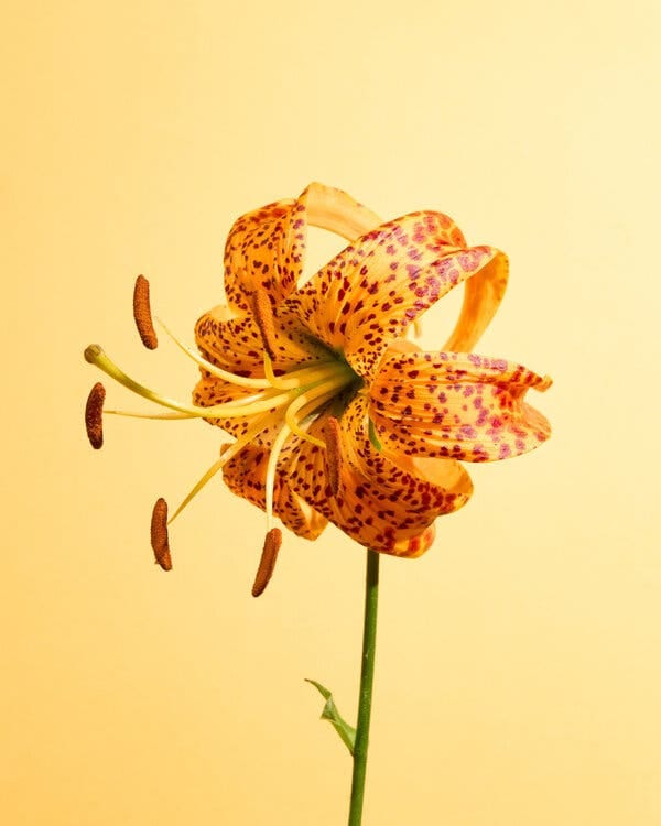 Chile Ablaze: How a State of Catastrophe Reveals Long-Term Failures in Wildfire Policy