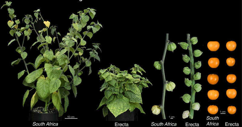 Researchers Transform Goldenberry Using CRISPR Technology